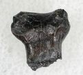 Detailed Ankylosaurus Tooth - Montana #21410-1